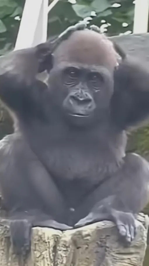 ai character: baby monke background