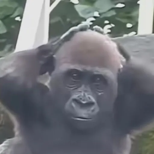chat with ai character: baby monke