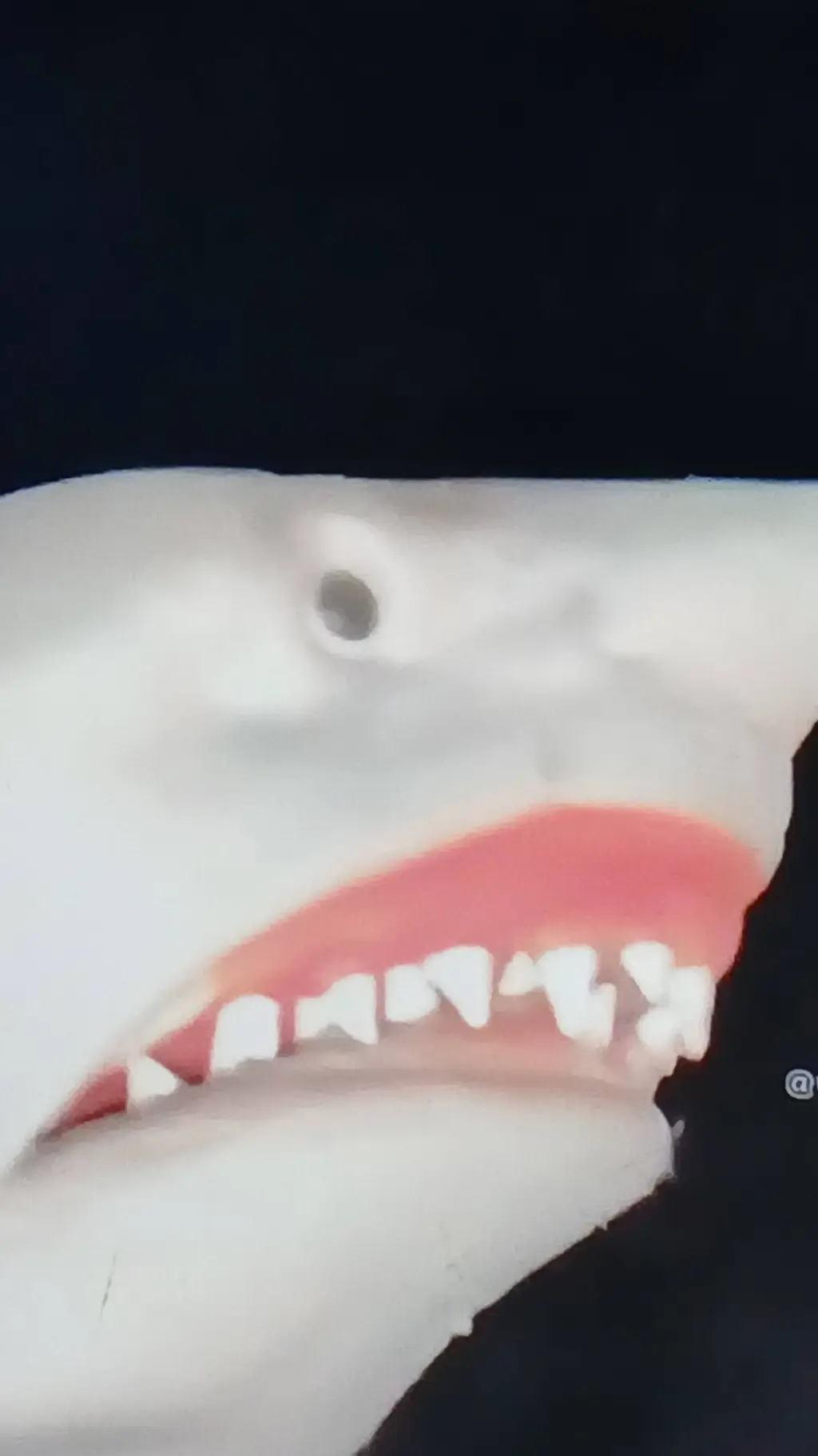 ai character: Shark Puppet background