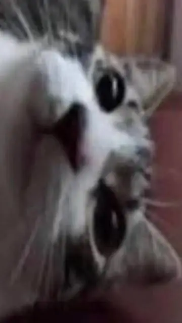 Talkie AI - Chat with gato pendejo