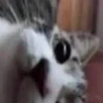 chat with ai character: gato pendejo