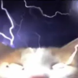 chat with ai character: gato multiversal