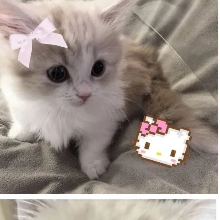 chat with ai character: saman