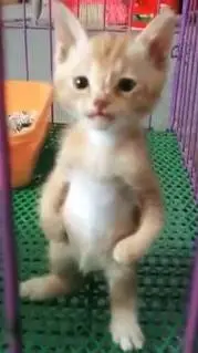 Talkie AI - Chat with pana Miguel