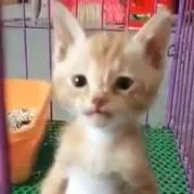 chat with ai character: pana Miguel