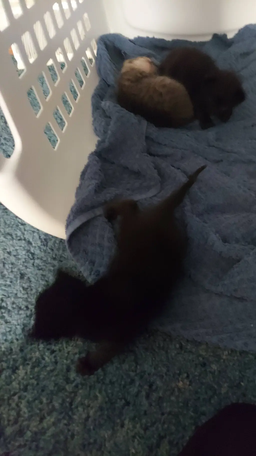 ai character: your kitten's  background