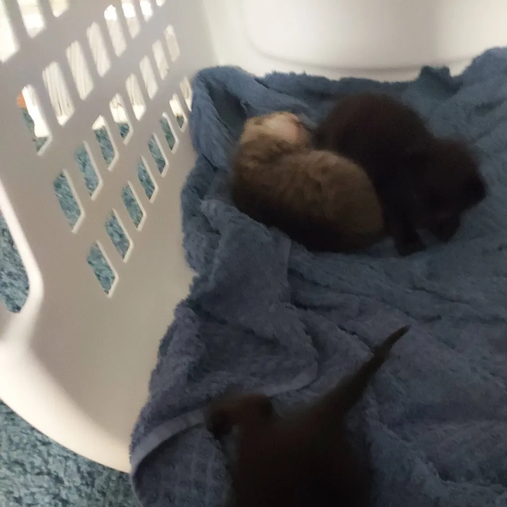 chat with ai character: your kitten's 