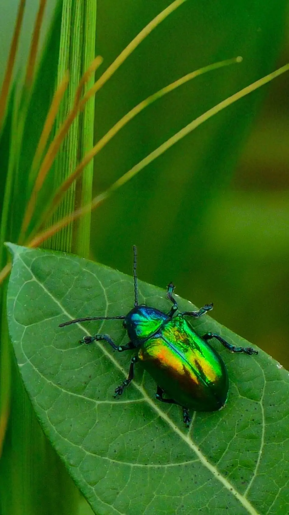 Talkie AI - Chat with Bousier the Beetle