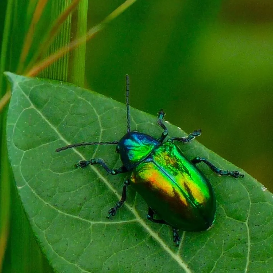 chat with ai character: Bousier the Beetle