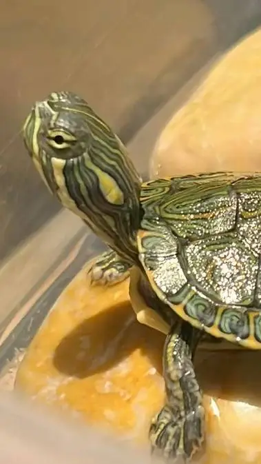 ai character: Coco the Turtle background