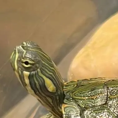 chat with ai character: Coco the Turtle