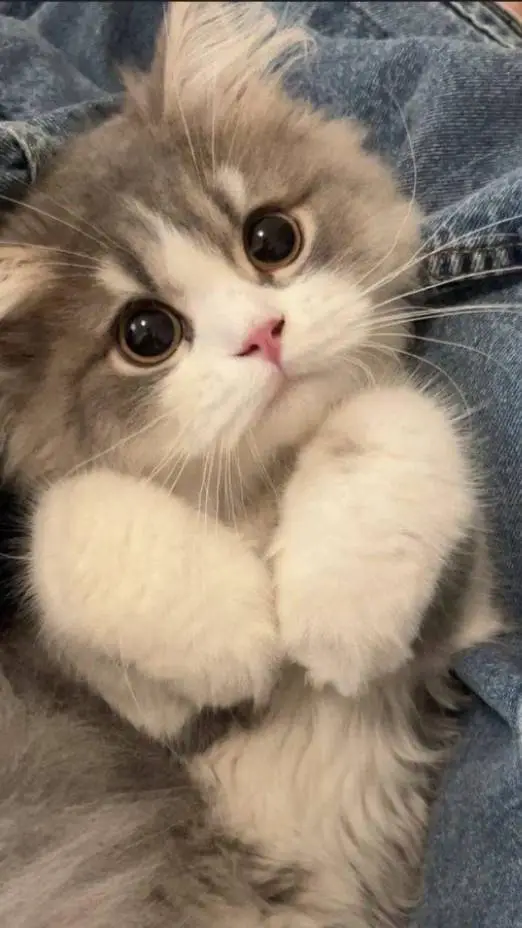 ai character: Annoying cat background