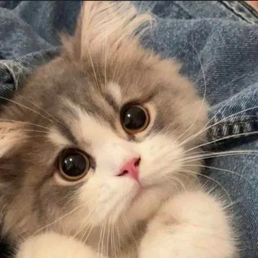 chat with ai character: Annoying cat