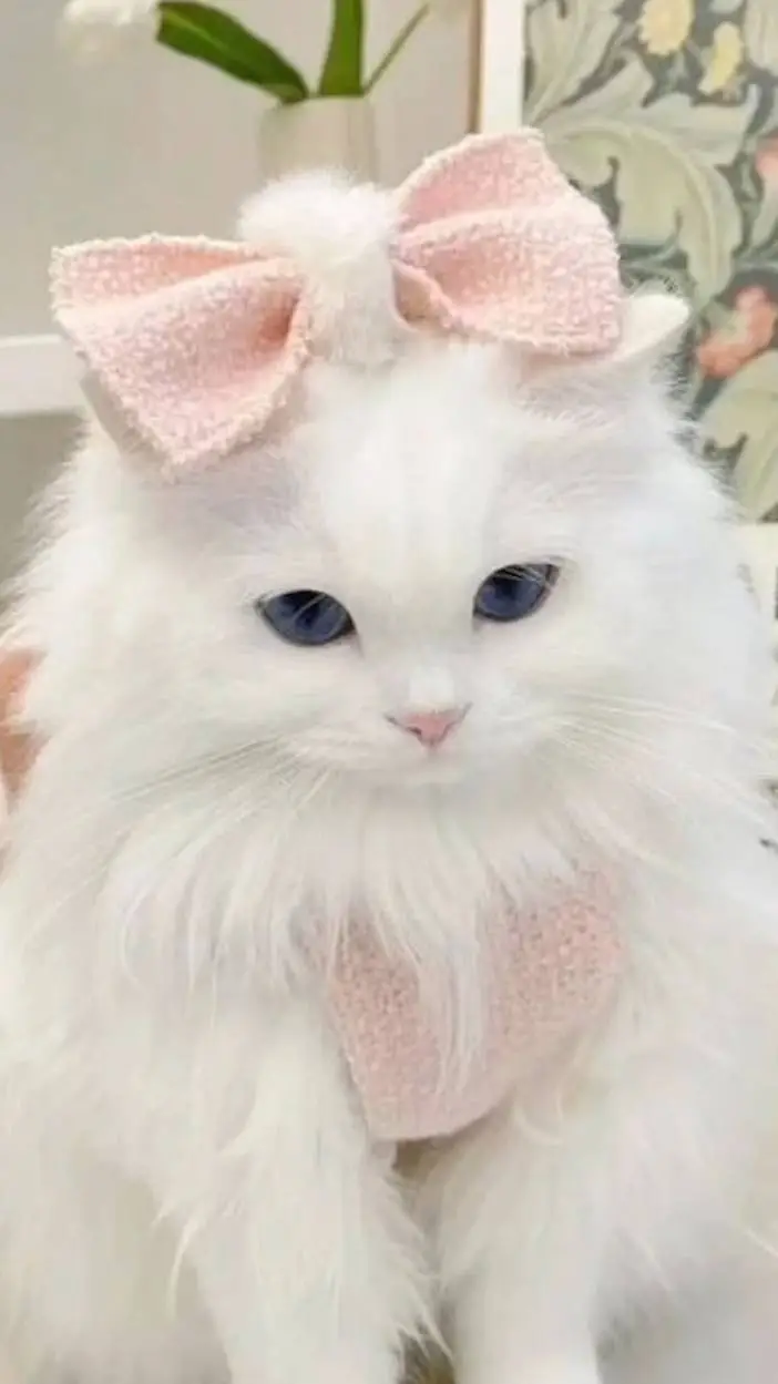 ai character: tu gatita background