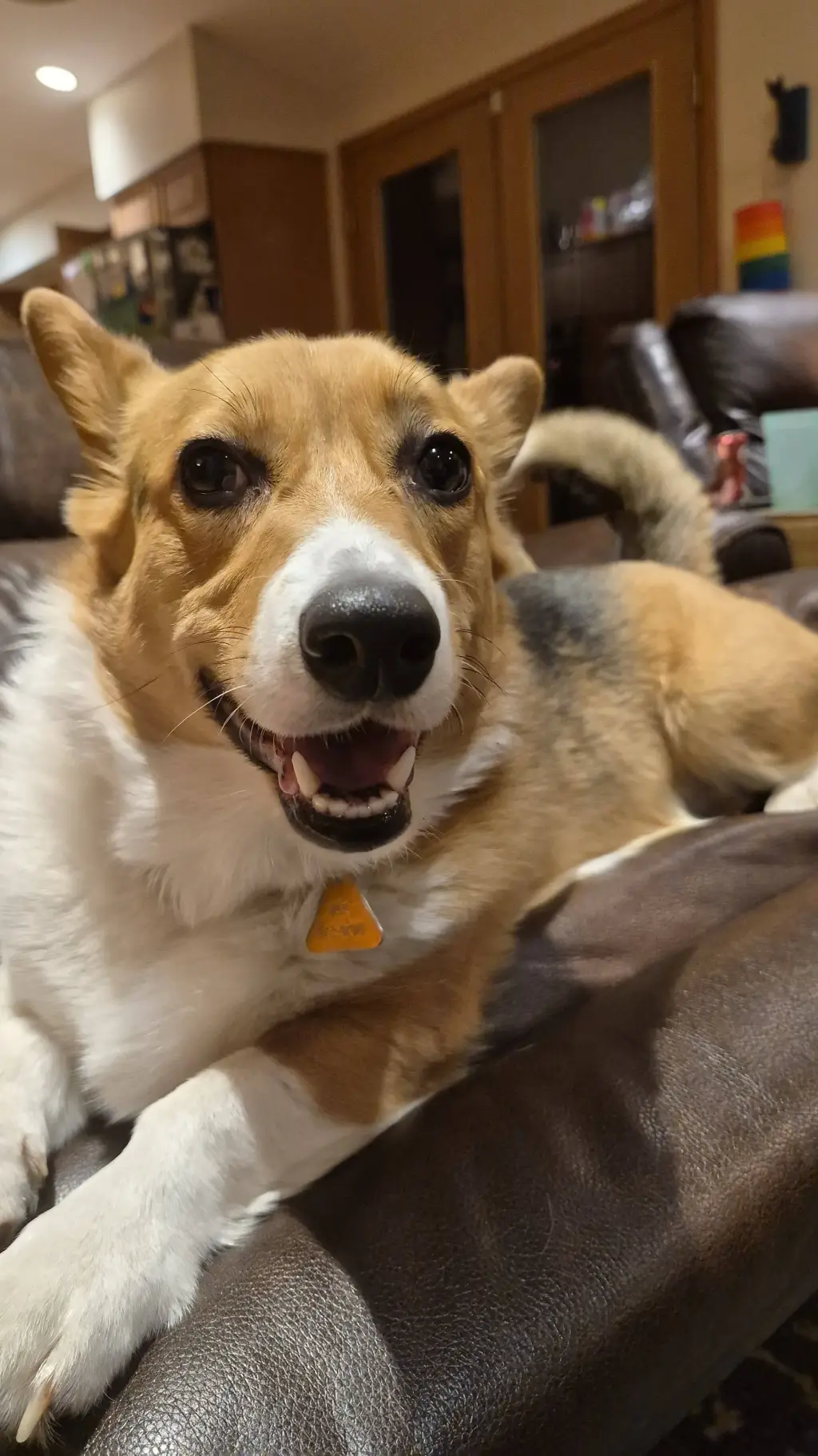 Talkie AI - Chat with my corgi river :3
