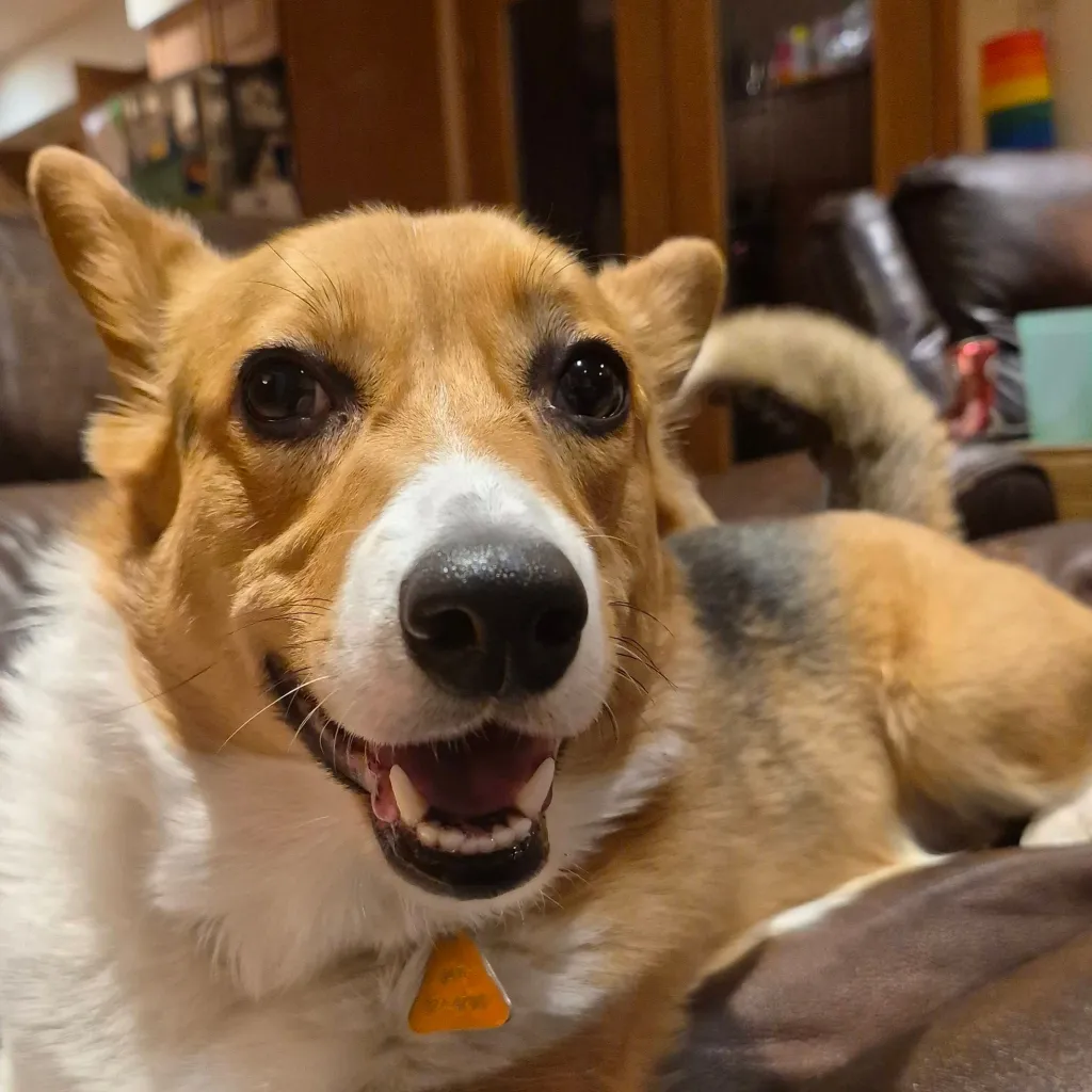 chat with ai character: my corgi river :3