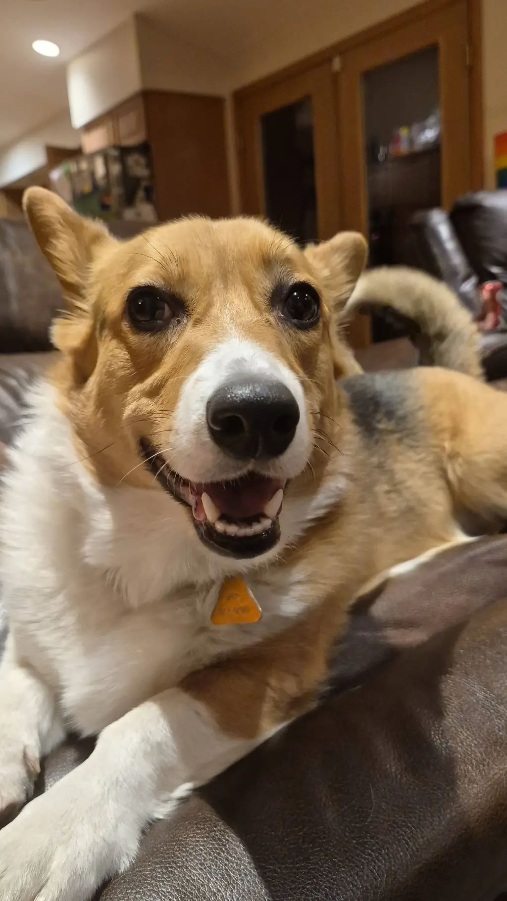 ai character: my corgi river :3 background