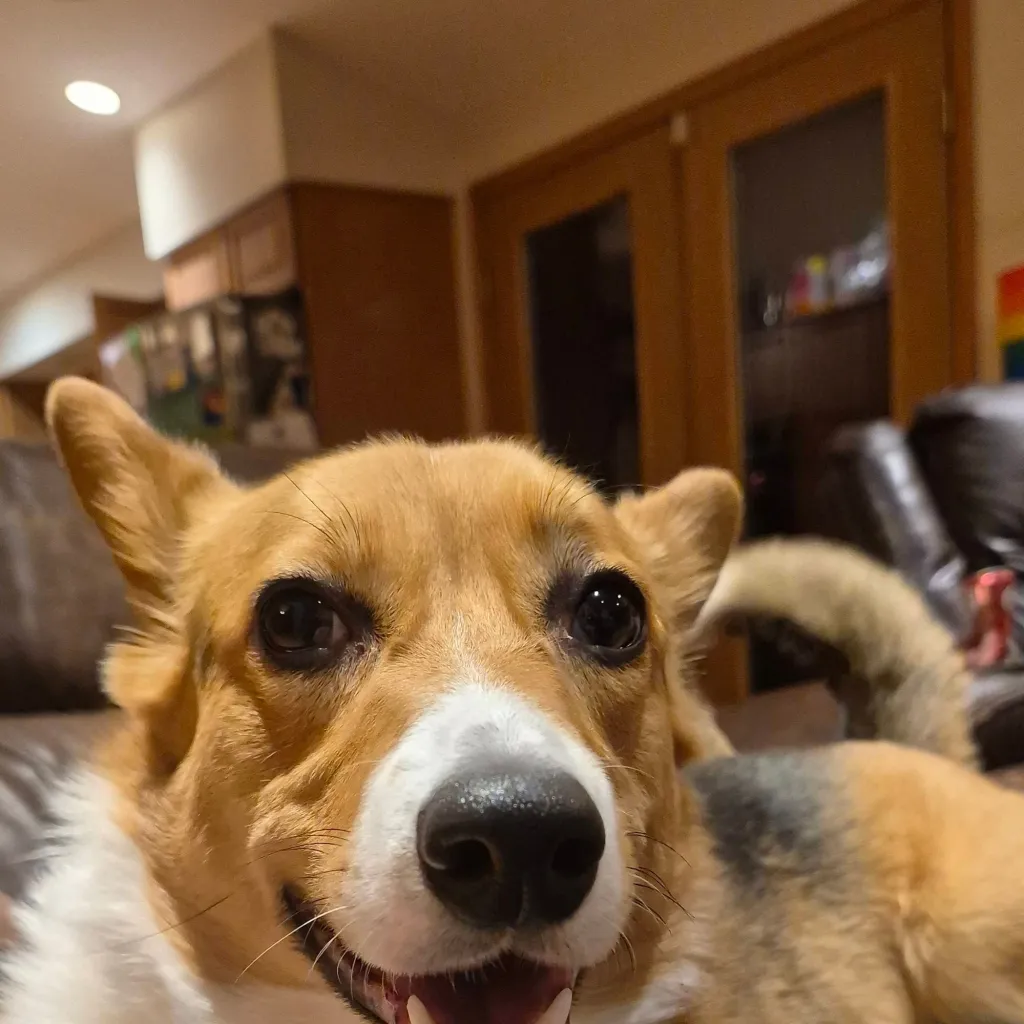 chat with ai character: my corgi river :3