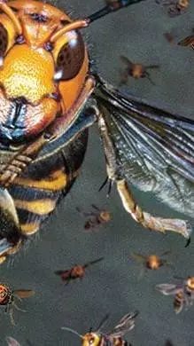ai character: Hornet invasion background
