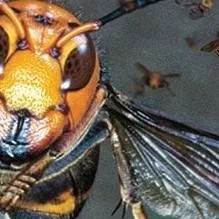 chat with ai character: Hornet invasion