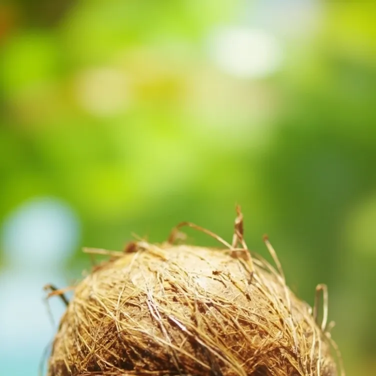 chat with ai character: coconut