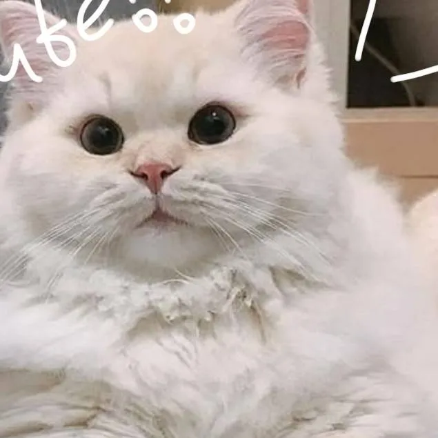 chat with ai character: Winter with ur fam