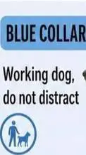 ai character: Service dog. background