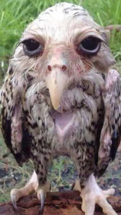 ai character: eu👍🏻 background