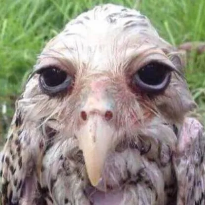 chat with ai character: eu👍🏻