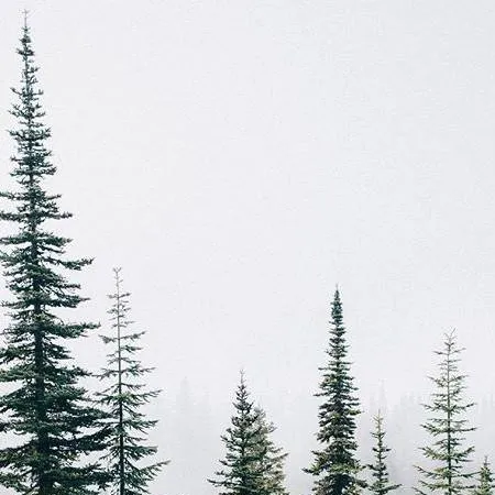 chat with ai character: TREE HATE YOU