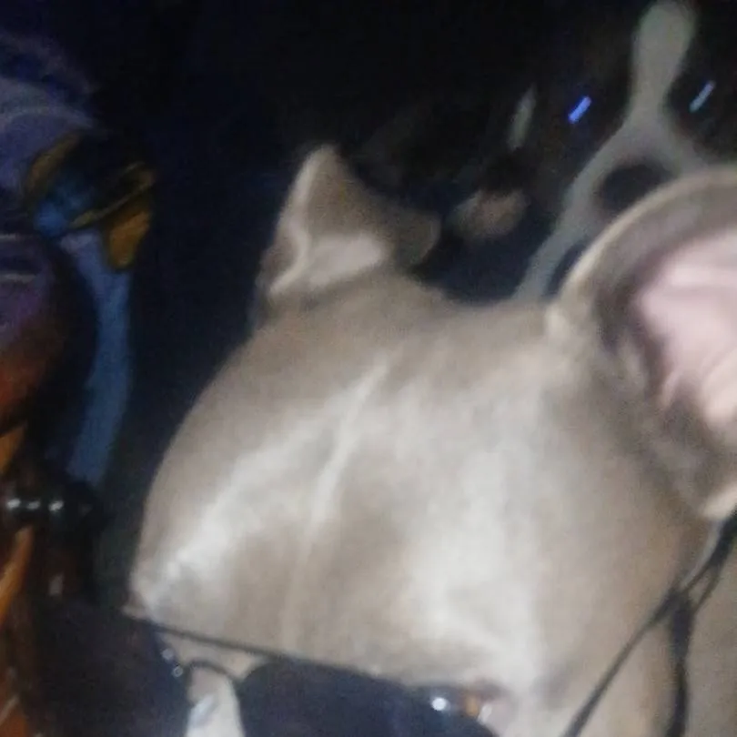 chat with ai character: skeleton boys 