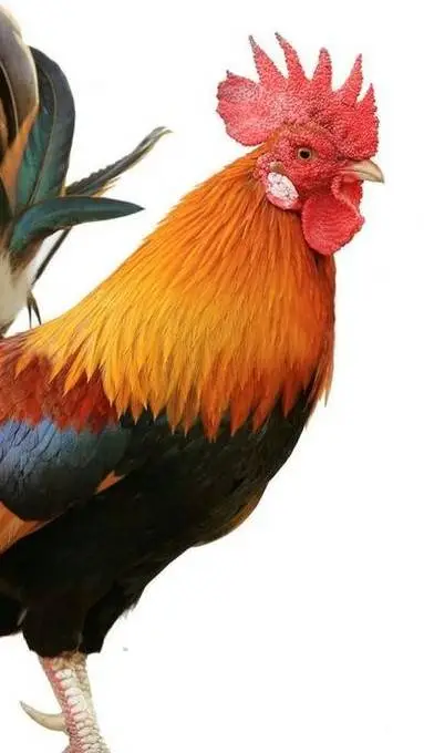 ai character: Mr. rooster background
