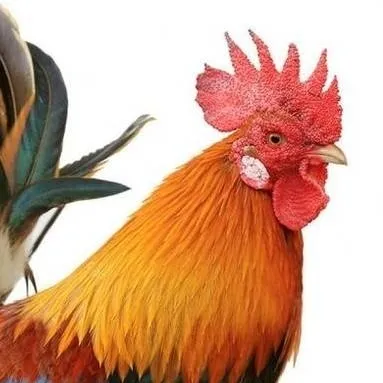chat with ai character: Mr. rooster