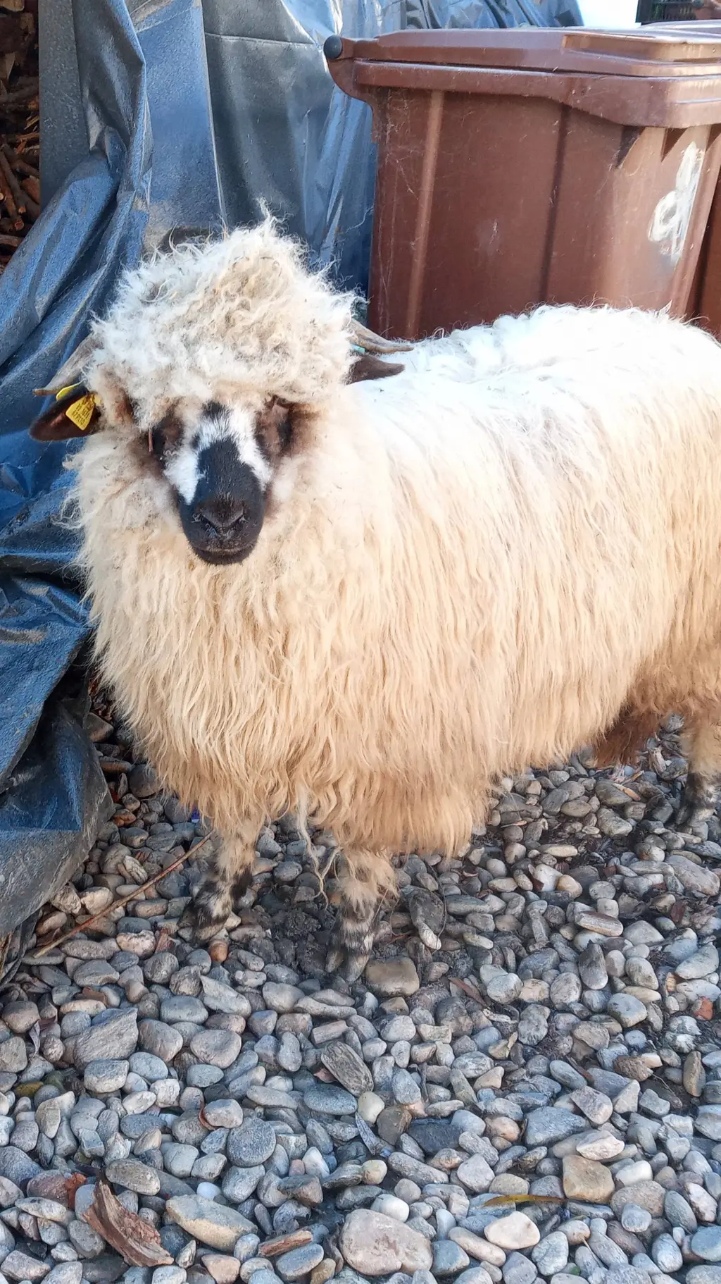 ai character: MY SHEEP THAT DEAD background