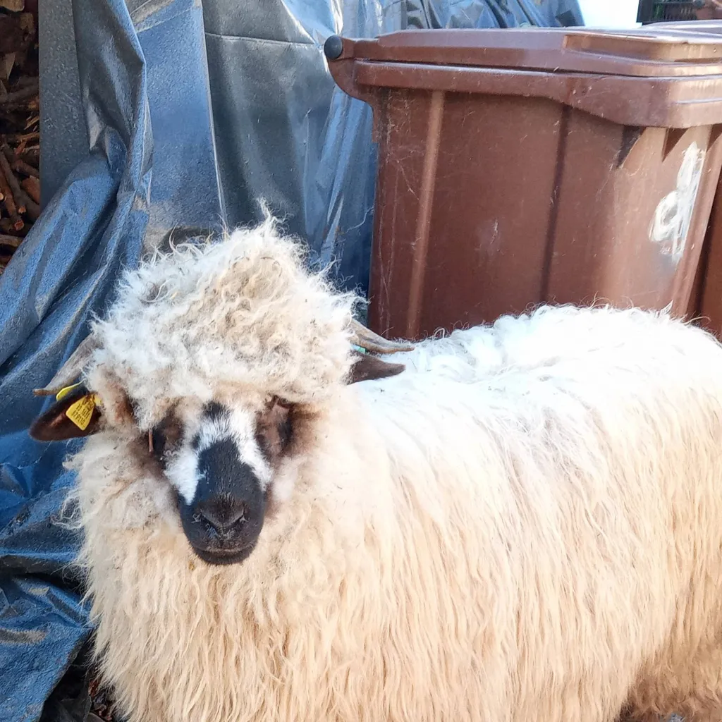 chat with ai character: MY SHEEP THAT DEAD