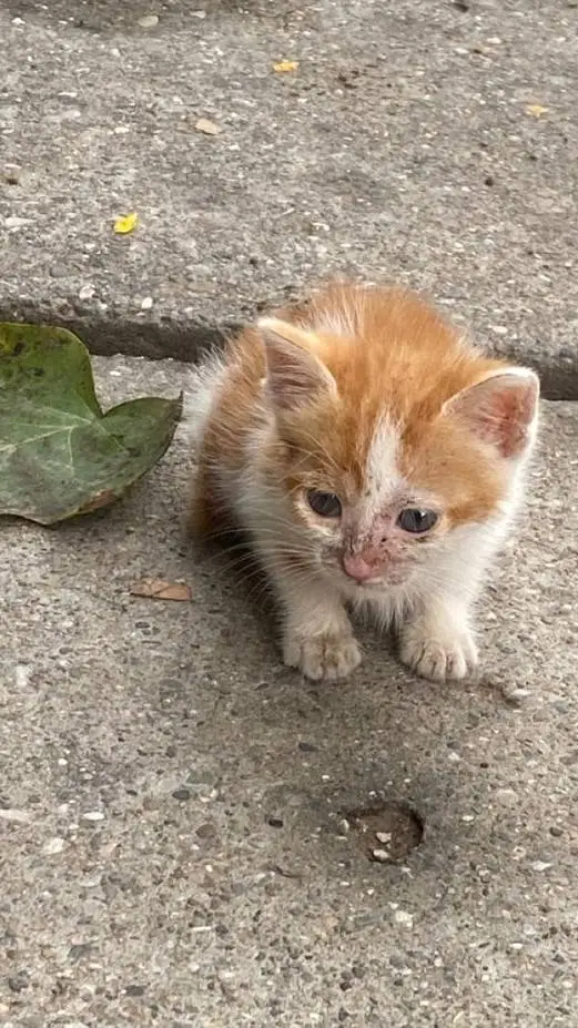 ai character: Abandoned Kitten😭💔 background