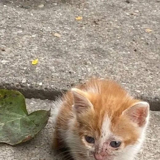 chat with ai character: Abandoned Kitten😭💔