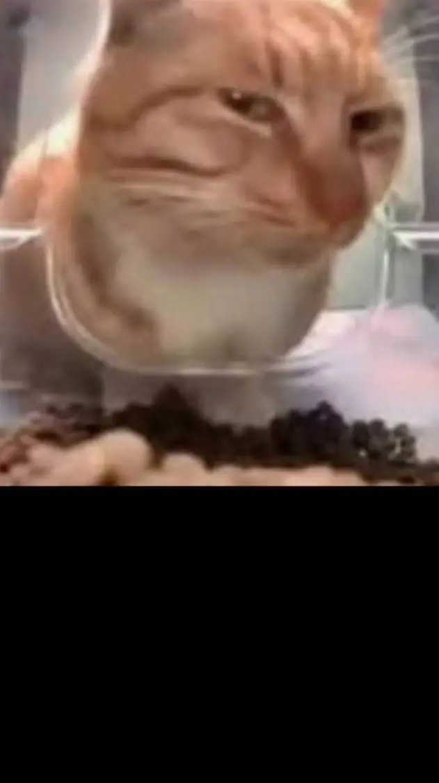 ai character: Vorrachis background