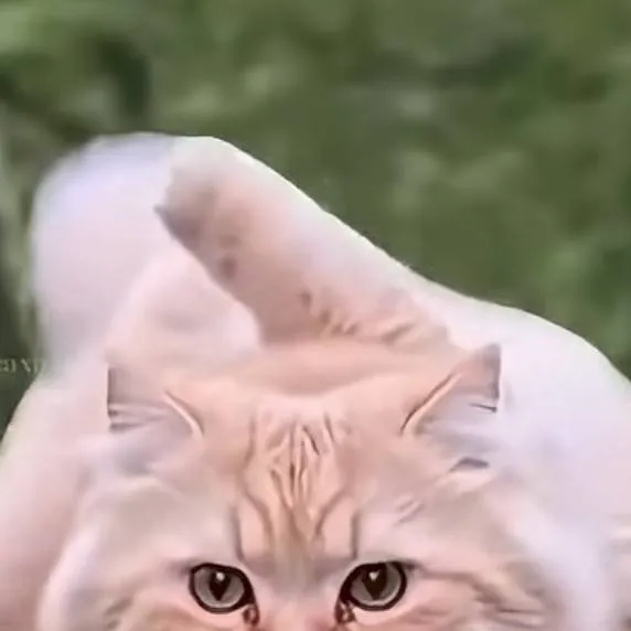 chat with ai character: cat spin 2026