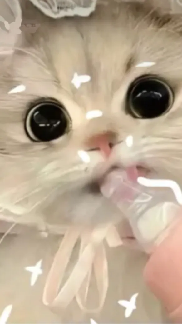 ai character: Cute cat background