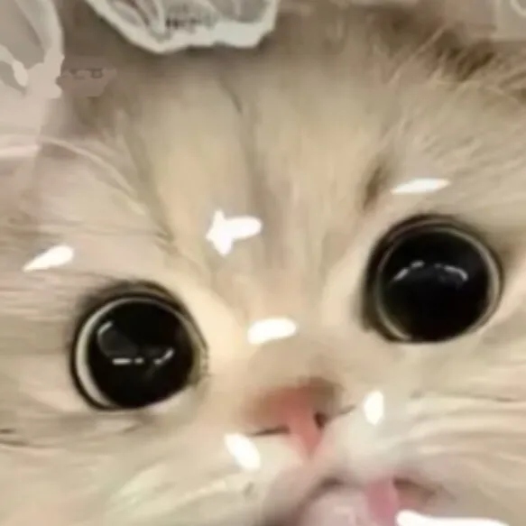 chat with ai character: Cute cat