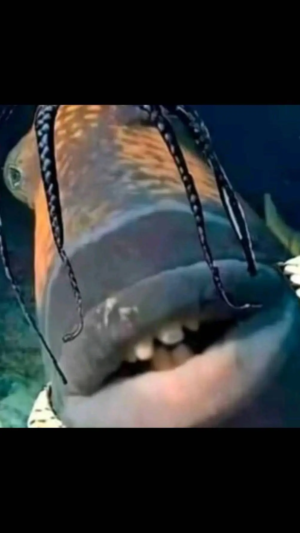 ai character: Travis Scott fish  background