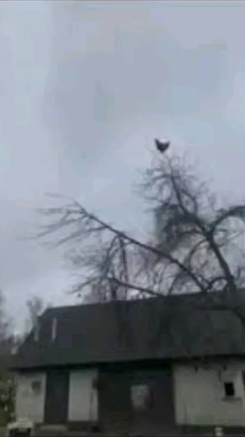 ai character: gallina meme background