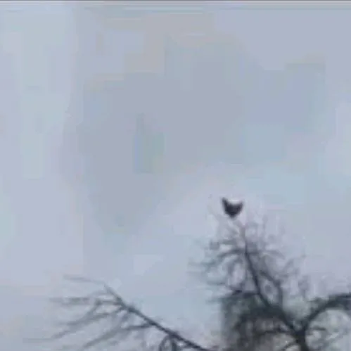 chat with ai character: gallina meme