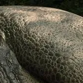 chat with ai character: Indominus Rex 