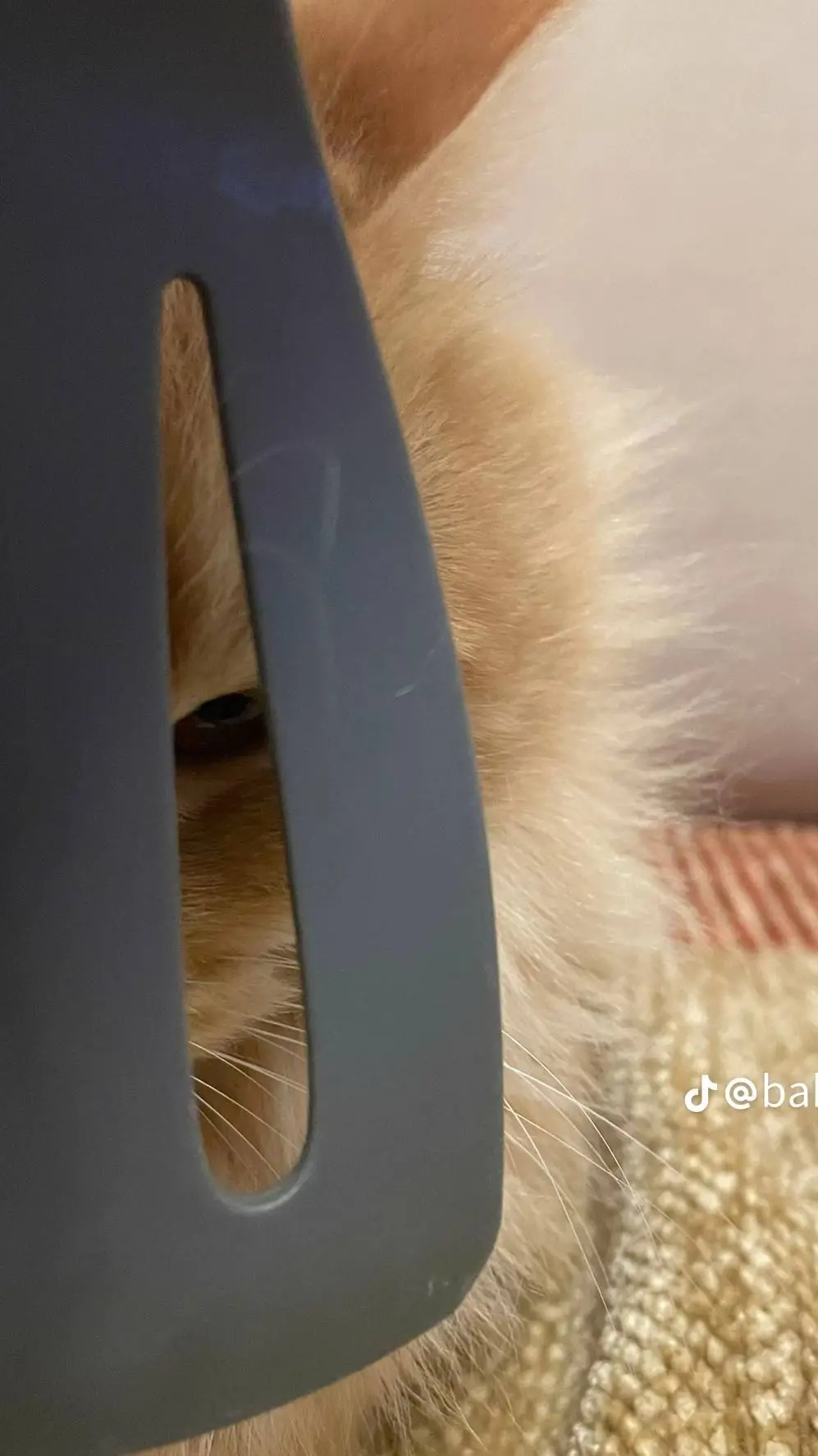 ai character: cat background
