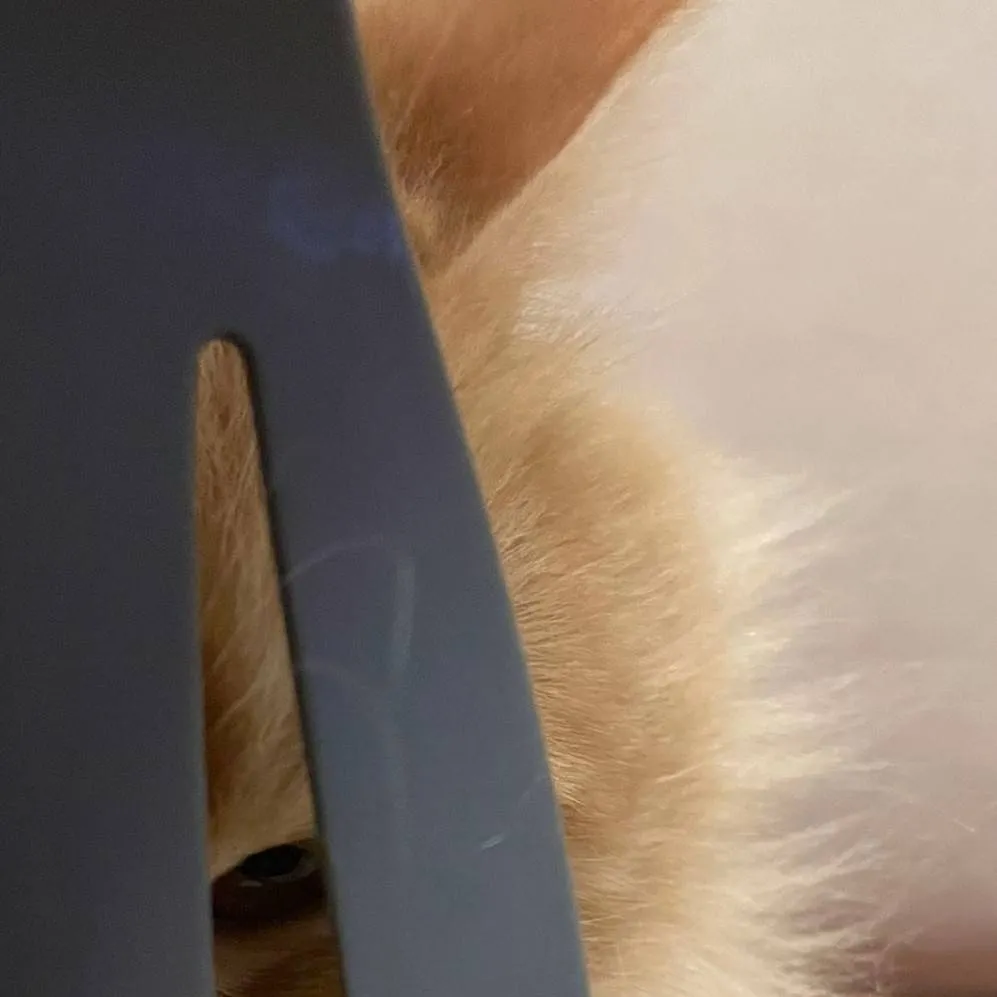 chat with ai character: cat