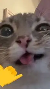 ai character: goofy cat background