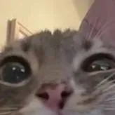 chat with ai character: goofy cat