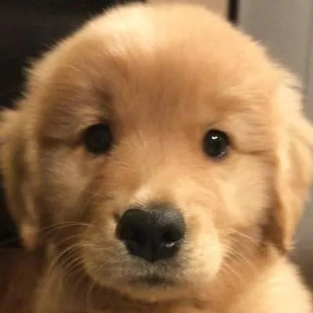 chat with ai character: Puppy